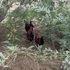 ديكه للبيع
