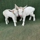 ماعز قزم ذكر وانثى امريكي تشيكي