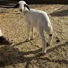 للبيع رخل داغور ومعزا