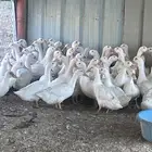 بط بكيني بشاير