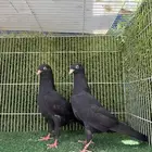 طبات سهران بوري اسود صك