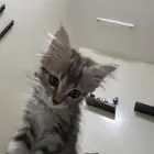 قطه للتبني