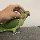 ببغاء درة