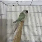 انثى كنيور منت نعناع منتجة تم البيع