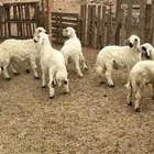 خرفان صفر بلديات