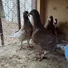 طبات زاجل كارل مليمينز بيور فاخره ( سباق ) تم البيع
