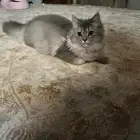 قطه شيرازي