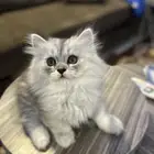 كيتين انثى