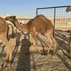 قعدان للبيع