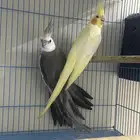 زوجين كروان منتجه