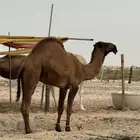 قعودمفرود ساسه دبياني الموقع طريق الرياض خلف نقطة الهزاع