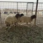 رخال نعيم ثلاث عمارها 5 شهور