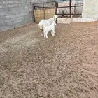 القصيم البدايع