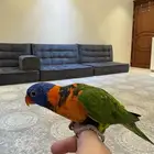 ببغاء لوري