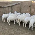 طليان ورخال للبيع