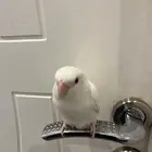 للبيع انثى روز