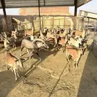 للبيع معزاء جنوبيه هجين ب وعل