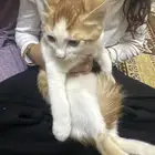 قط ذكر بلدي