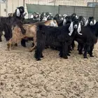 جده جنوب طريق هدى الشام وادي محرق