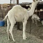 قعود لباني شحم