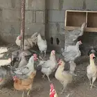 دجاج بياض مشكل عربي فيومي تركي