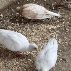 للبيع قماري هولندي