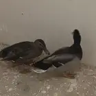 بط للبيع