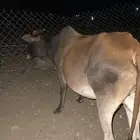 بقره قروب للبيع