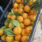 افندي وليمون