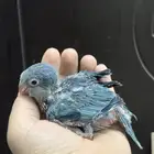 فرخ كويكر ازرق غر