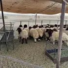 طليان نعيم