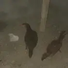 دجاج باكستاني