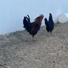 ديك كفو بآذان ويا قصع على الشرط