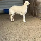شاه ثنية فاخرة