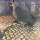 فرخ روز حجم طيب