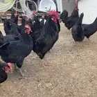 صوص تركي اسود صك عمر 3 شعور