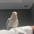 طير روز للبينو على السوم اي سومه تحت 300 ميه لان ينظر لها