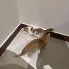 قطط