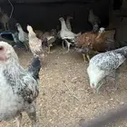 فراريج وديكه اربع شهور