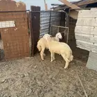 للبيع خرفان ذبايح
