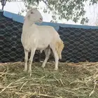 فحل حري