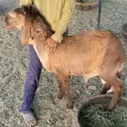 طلي ساكني للبيع