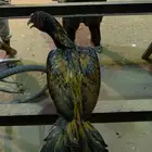 اعرض لكم ديك سندي بيور