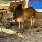 ثور فحل للبيع