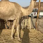 لقحه ملاقي ب 5500 يبلاش