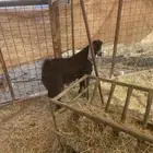 تيس مشروع فحل عارضي منوه المقني