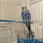 ذكر حب مع قفصه للبيع