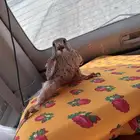 شبوط للبيع