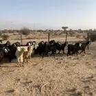 معزا مراح واحد عدد 32