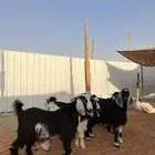 تيوس مخاصي شحم